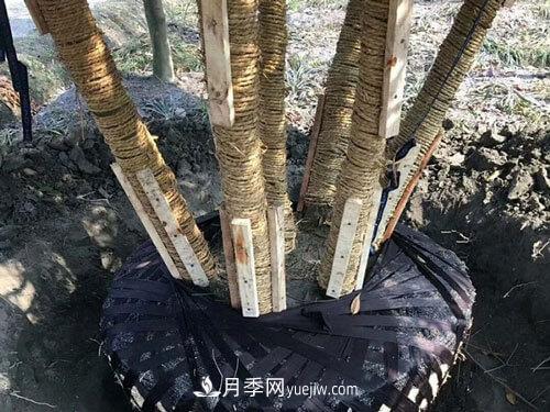 月季、苗木、樹(shù)木移栽怎樣不垮土？(圖2)
