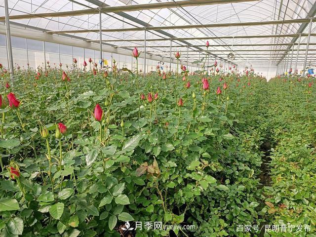 昆明市晉寧區種出綠色環(huán)保高品質(zhì)花卉(圖1)