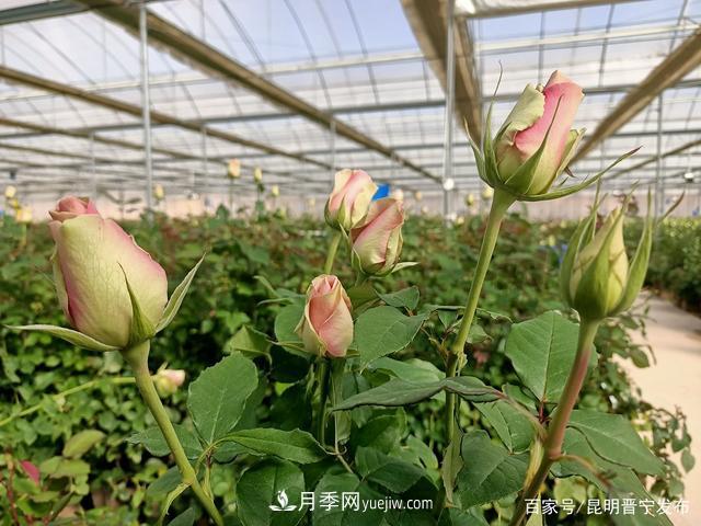 昆明市晉寧區種出綠色環(huán)保高品質(zhì)花卉(圖3)
