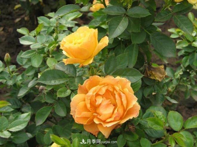 南陽(yáng)月季批發(fā)商淺談切花月季的培養方式(圖1)
