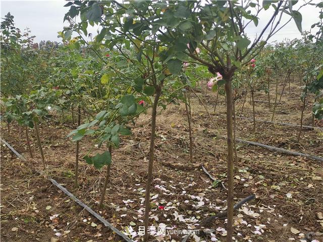 小高桿月季樹(shù)，小青桿月季批發(fā)(圖3)