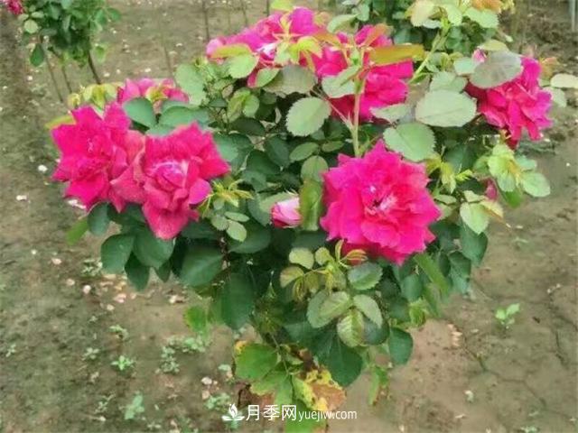 小高桿月季樹(shù)，小青桿月季批發(fā)(圖4)