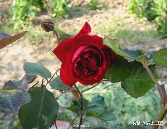4種款又香又美，還好吃的月季花品種(圖4)