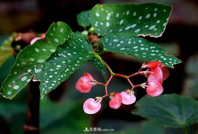 網(wǎng)紅花卉之鱒魚(yú)秋海棠，葉奇花美，如何進(jìn)行日常養護(圖1)