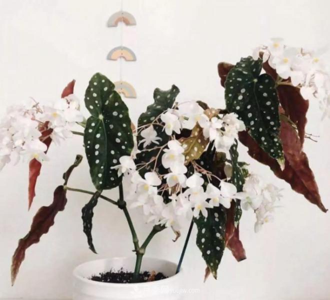 網(wǎng)紅花卉之鱒魚(yú)秋海棠，葉奇花美，如何進(jìn)行日常養護(圖2)