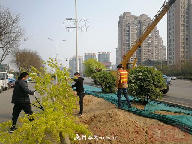 新鄉道路綠化升級喜現彩色樹(shù)，樹(shù)狀月季來(lái)了(圖1)