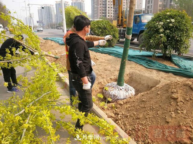 新鄉道路綠化升級喜現彩色樹(shù)，樹(shù)狀月季來(lái)了(圖2)