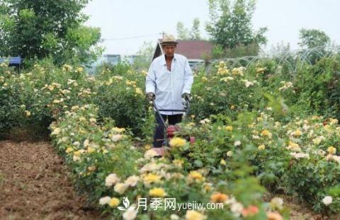 開(kāi)封尉氏十八里鎮：月季花開(kāi)滿(mǎn)園香 帶貧增收顯成效(圖1)