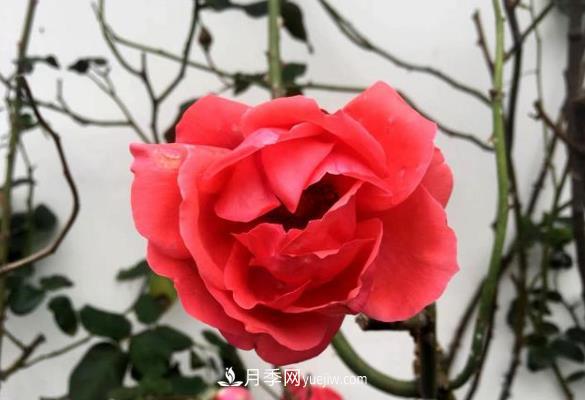 連云港市海州街道，月季好比臘梅花(圖1)