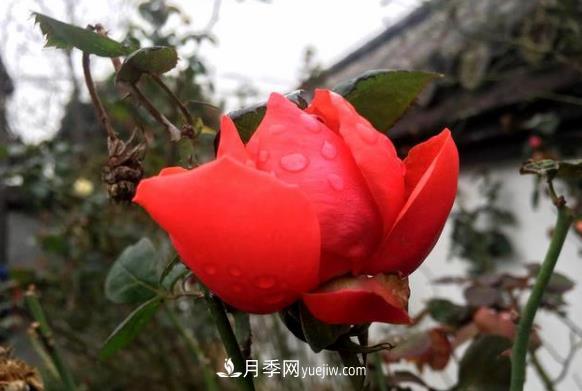 連云港市海州街道，月季好比臘梅花(圖2)