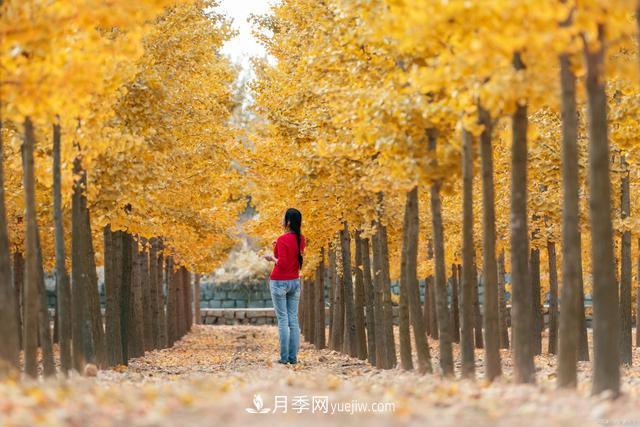 2021綠化苗木行業(yè)兩極分化加劇 你是哪一級？(圖1)