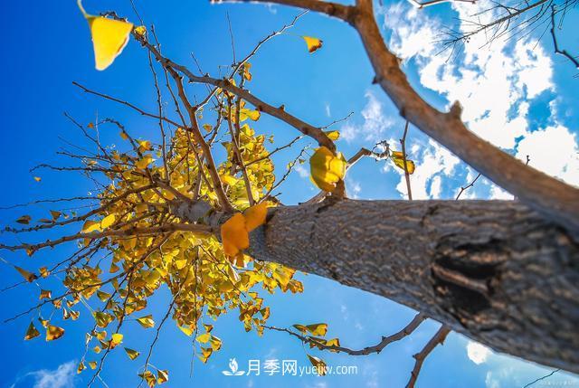 2021綠化苗木行業(yè)兩極分化加劇 你是哪一級？(圖3)