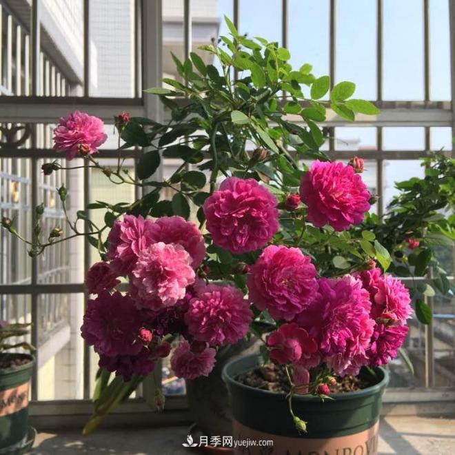 甜蜜馬車(chē)月季，花朵又美又香，四季持續開(kāi)花，值得擁有(圖2)