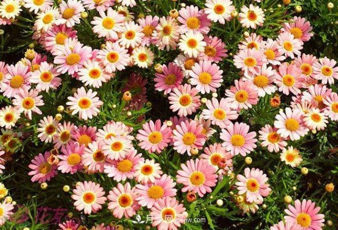 瑪格麗特花能活幾年？怎么買(mǎi)一棵活百年？(圖1)