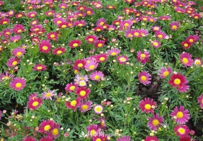 瑪格麗特花能活幾年？怎么買(mǎi)一棵活百年？(圖2)