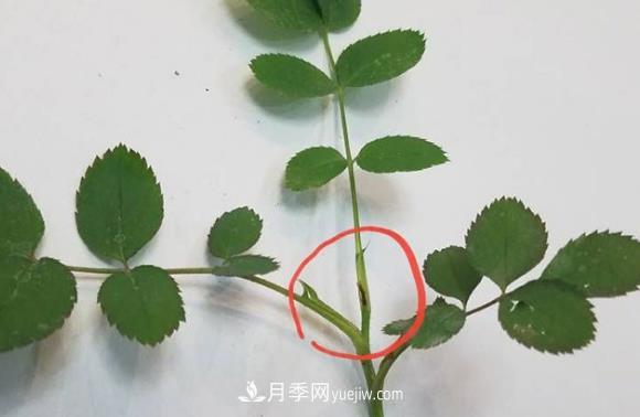 月季盲枝如何分辨？剪不剪？(圖1)