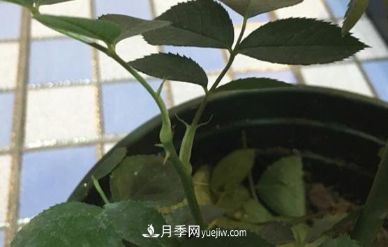 月季盲枝如何分辨？剪不剪？(圖2)