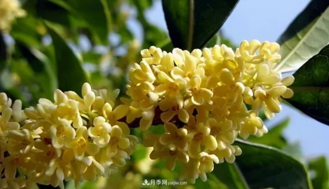 南陽(yáng)桂花多達45個(gè)品種，漲知識了(圖3)