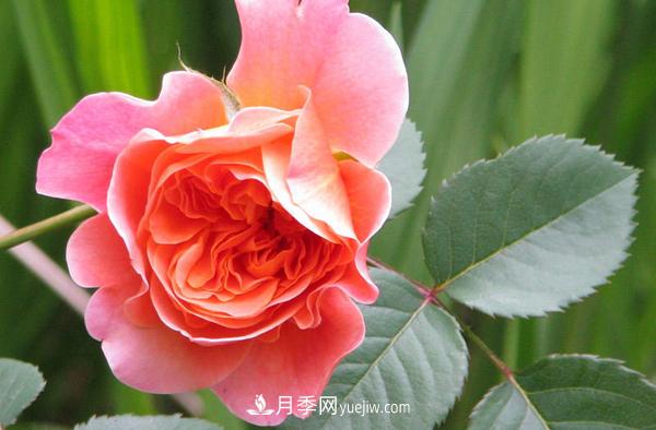 藤本月季品種推薦和日常養護(圖3)