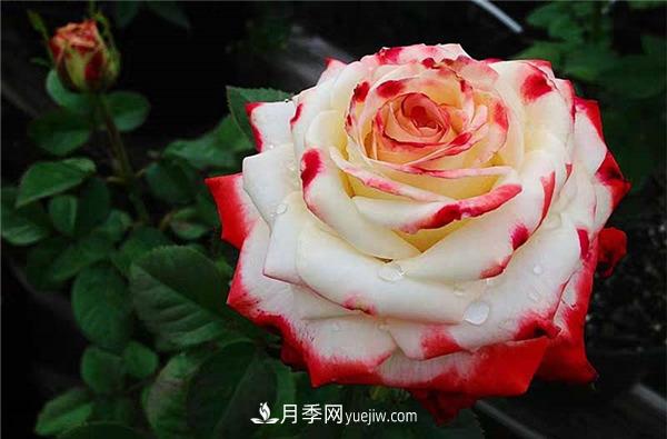 法拉皇后月季，一個(gè)優(yōu)秀的小眾月季(圖2)