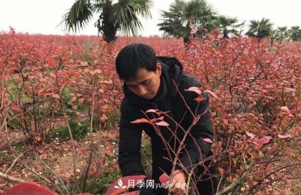 安徽鳳陽(yáng)：一村一品特色種植業(yè) 種出幸?；?圖1)
