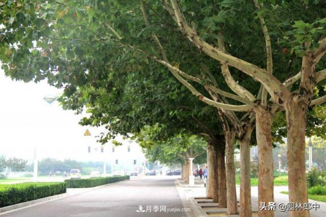 園林綠化中常用的法國梧桐，與古人詩(shī)詞中的梧桐是一種樹(shù)么？(圖1)