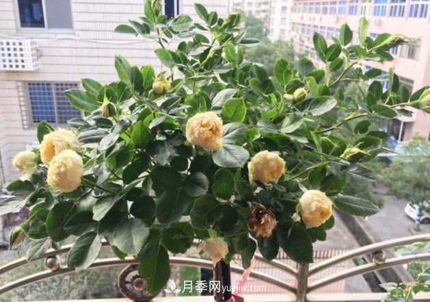 棒棒糖月季樹(shù)你見(jiàn)過(guò)沒(méi)，“口味”眾多，顏值高得過(guò)分(圖2)