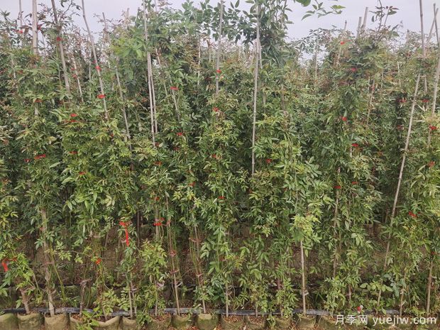 2米高紅木香，優(yōu)秀爬藤花卉基地批發(fā)價(jià)格(圖2)