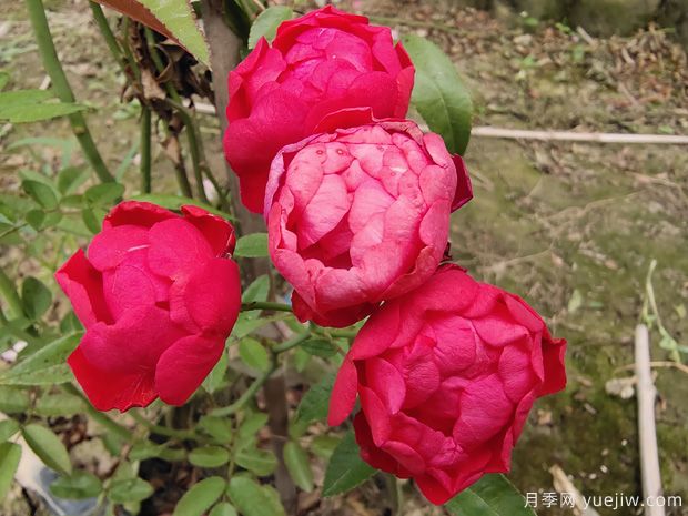 2米高紅木香，優(yōu)秀爬藤花卉基地批發(fā)價(jià)格(圖1)