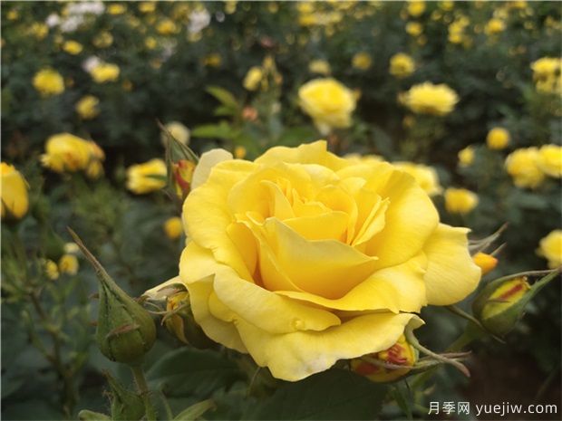 要讓月季花花開(kāi)不斷，你可以試著(zhù)這樣做(圖1)