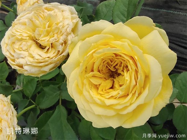 月季培養技能關(guān)鍵(圖1)