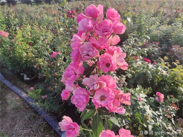 安吉拉月季要怎樣施肥管理才能開(kāi)的花量大(圖1)
