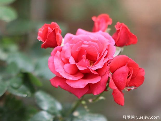 月季激素苗開(kāi)完花就枯萎，如何緩苗養護(圖1)