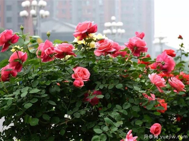 綠化苗木種植規范的相關(guān)步驟(圖1)