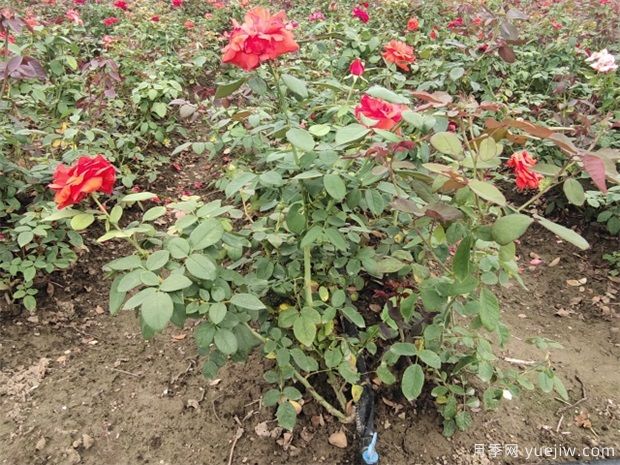入秋綠化苗木養護要趁早(圖1)