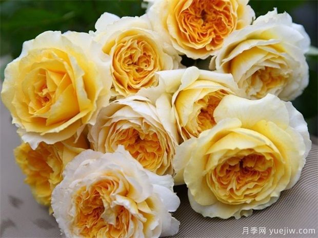 夏天半個(gè)月的雨對樹(shù)狀月季有何影響？(圖1)