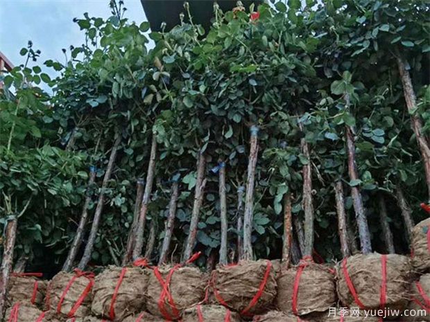 月季樹(shù)取苗土球該多大合適呢？園林綠化施工挖樹(shù)穴也有大講究(圖1)