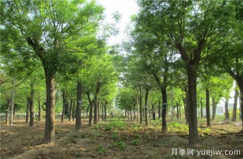 南陽(yáng)速生國槐半冠、裸根定干、全冠樹(shù)的參考價(jià)格(圖1)