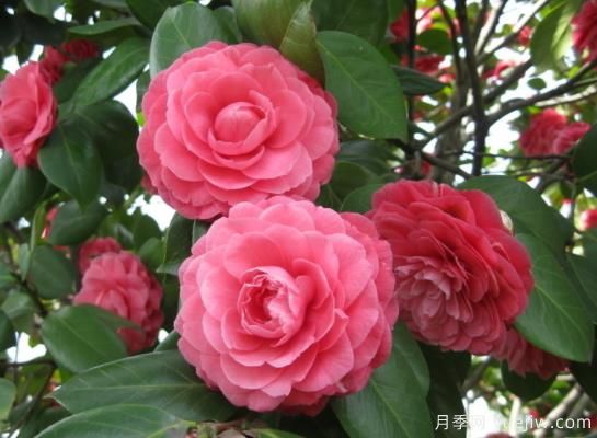 山茶花的特性，制作盆景茶花的技巧(圖1)