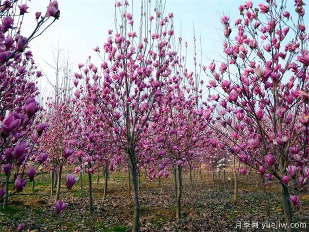 南陽(yáng)紫玉蘭近期價(jià)格 2021年紫玉蘭基地報價(jià)(圖1)