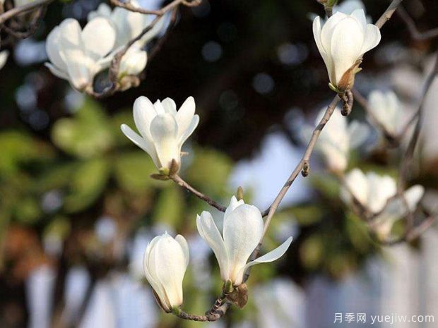 紅玉蘭樹(shù)是怎么培育出來(lái)的？(圖1)