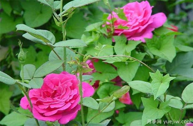 藤本月季和藤本薔薇哪個(gè)比較好養？薔薇養殖與注意事項(圖1)