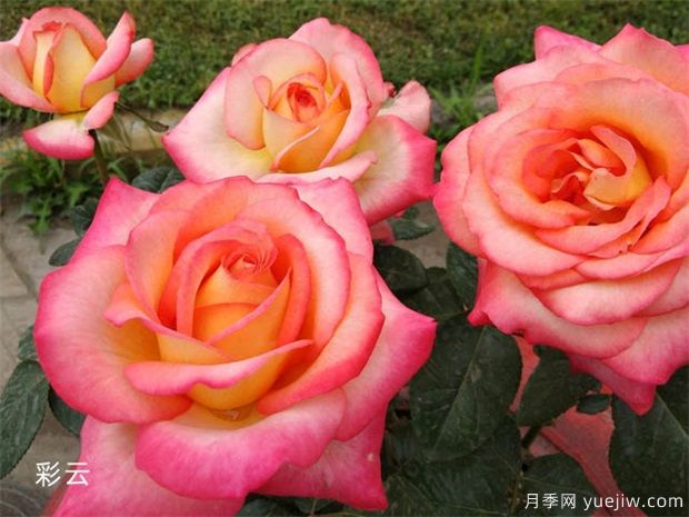 推薦50個(gè)大花濃香的熱門(mén)月季品種(圖6)