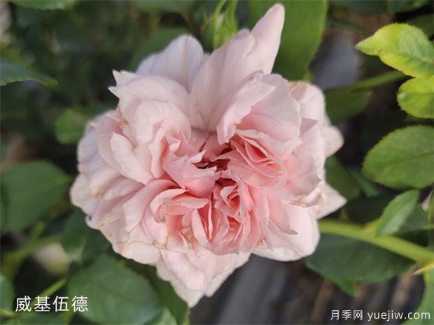 推薦50個(gè)大花濃香的熱門(mén)月季品種(圖3)