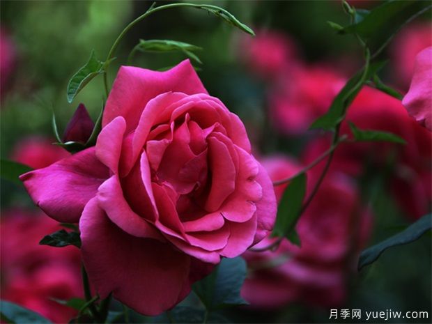 怎樣使月季冬季開(kāi)花？(圖1)