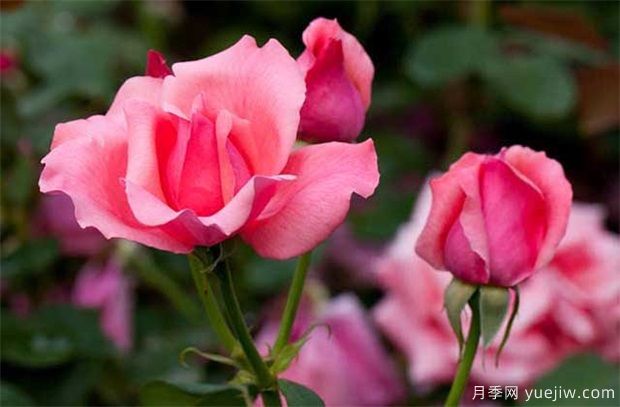 盆栽月季為什么花朵越開(kāi)越??？影響月季開(kāi)花主要因素(圖1)