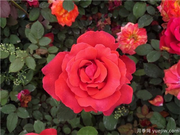 如何讓月季花月月開(kāi)花？(圖1)