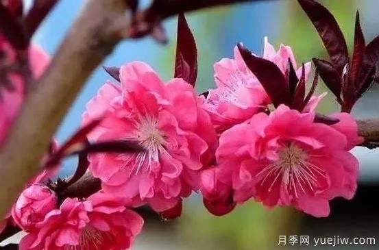 紅葉碧桃的種植養護及修剪技術(shù)方法介紹(圖1)