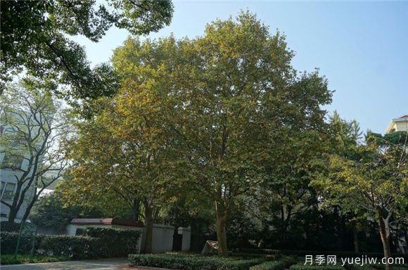 五角楓與元寶楓如何區別？三個(gè)方面輕松分辨(圖2)