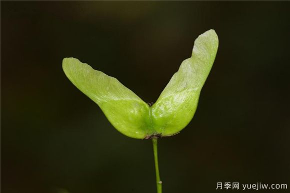 五角楓與元寶楓如何區別？三個(gè)方面輕松分辨(圖5)